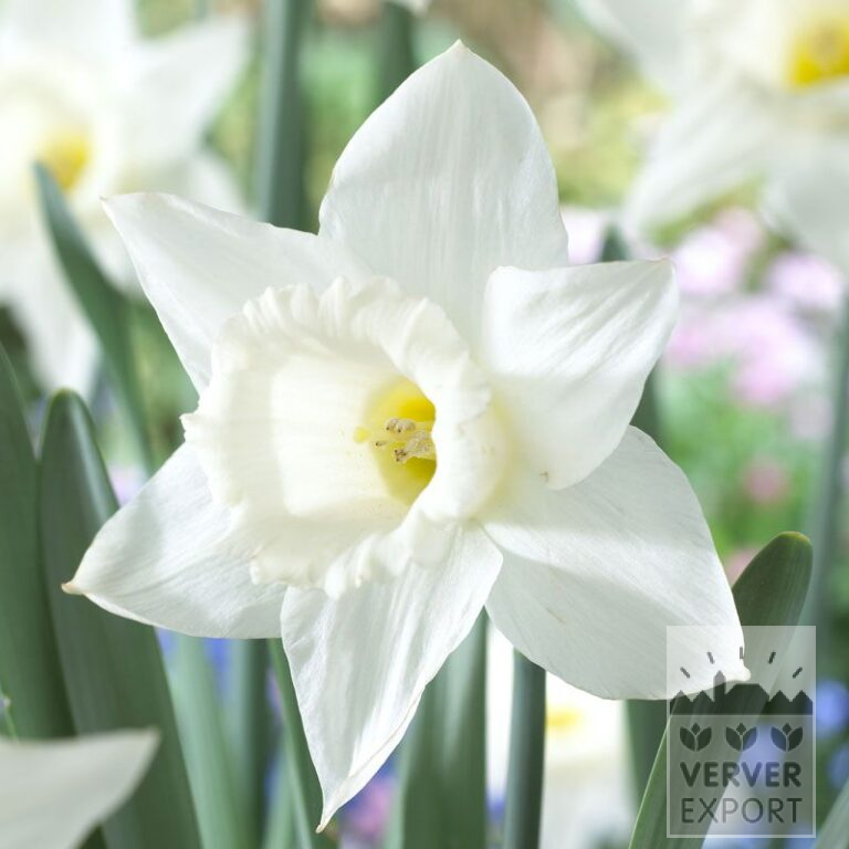 Narcissus 'Mount Hood' (15040)