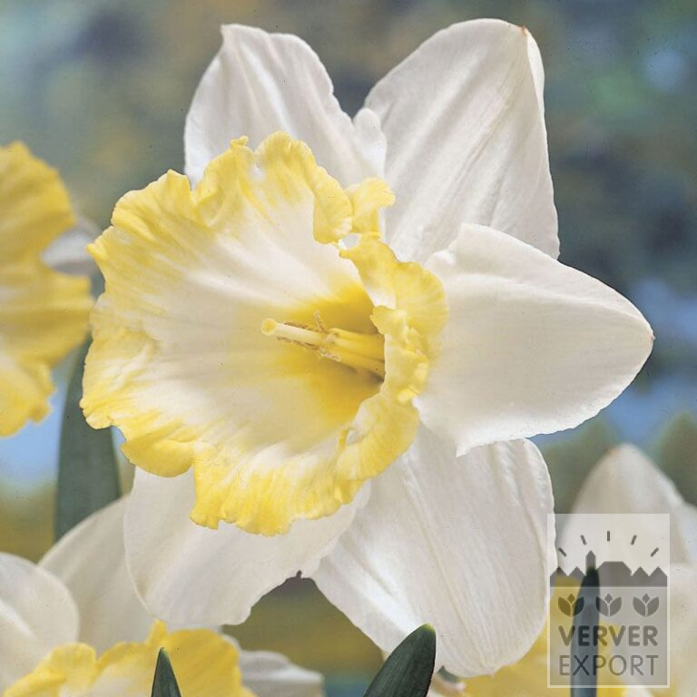 Narcissus 'Sweet Harmony' (15046)