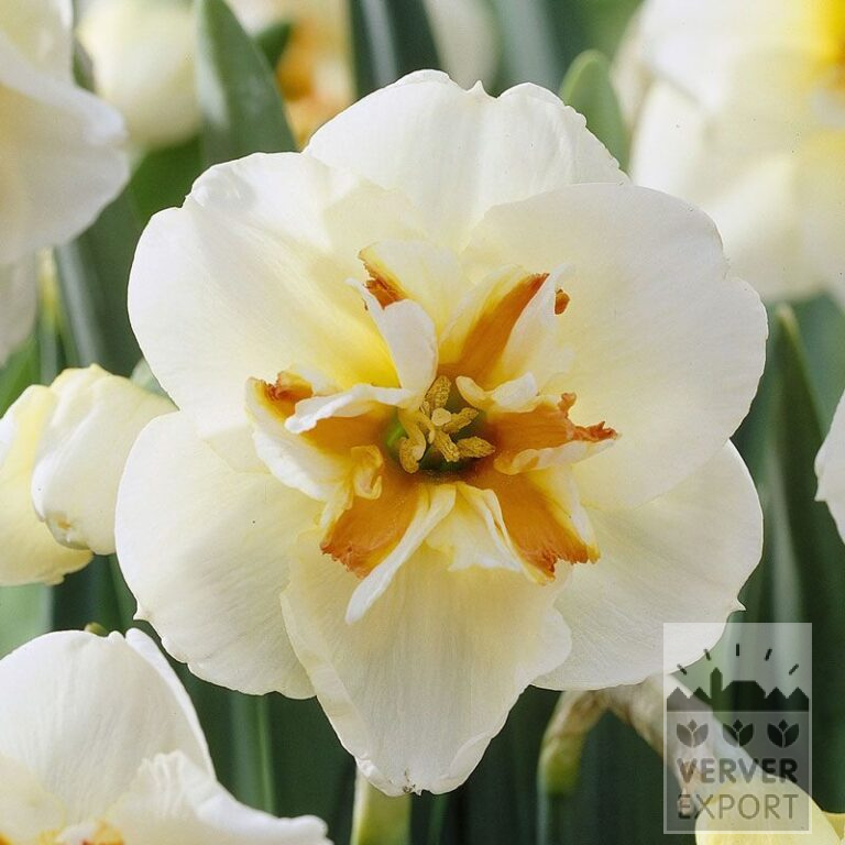 Narcissus 'Broadway Star' (15048)