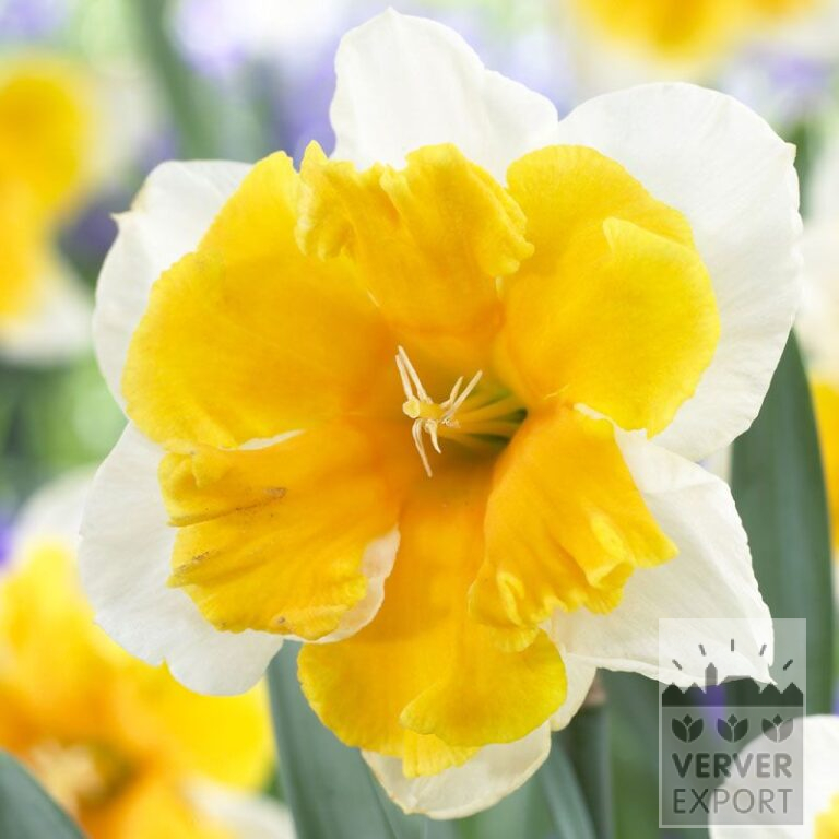 Narcissus 'Orangery' (15050)