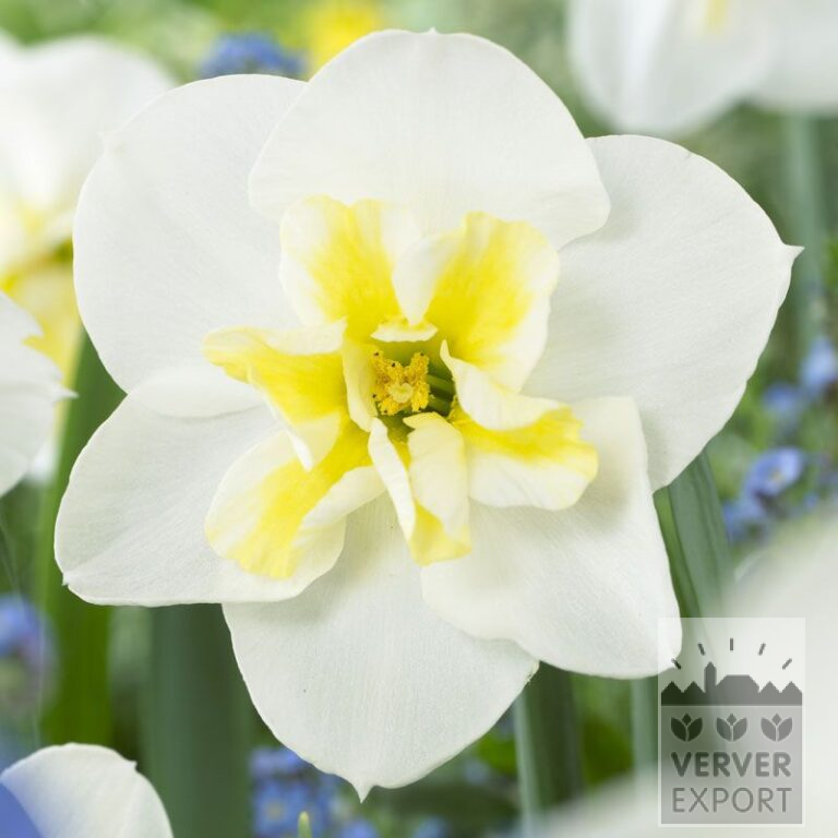 Narcissus 'Lemon Beauty' (15053)