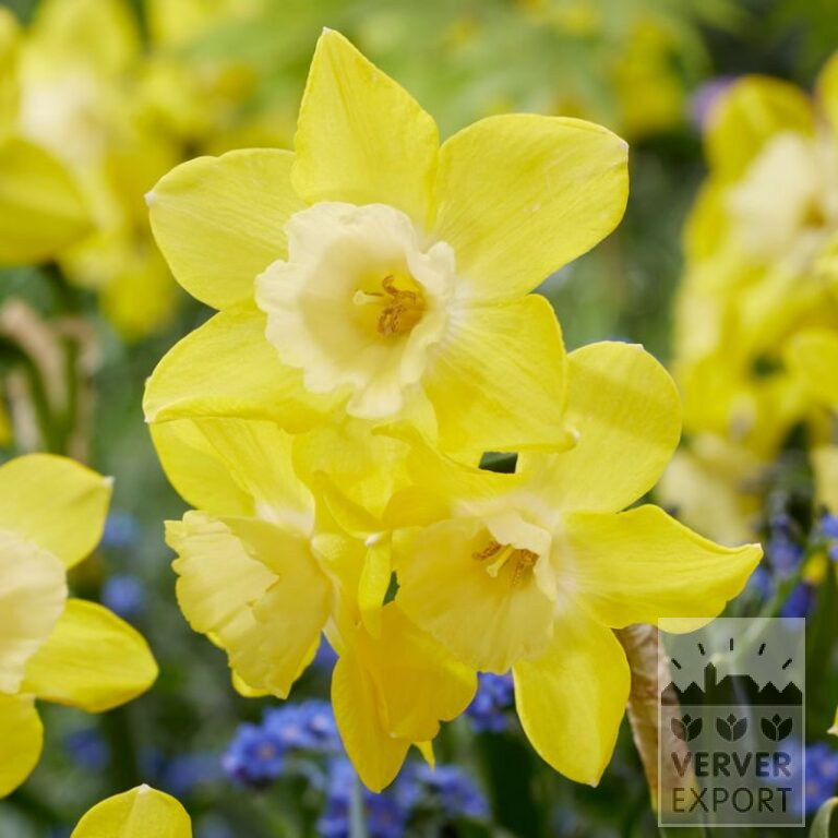 Narcissus 'Pipit' (15058)
