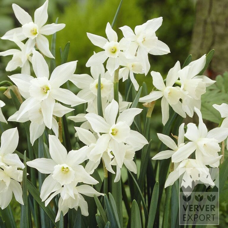 Organic bulbs bio Narcissus 'Thalia' (15608)