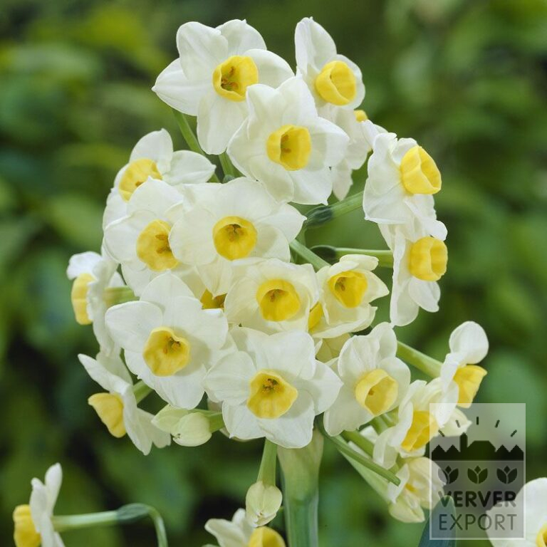 Narcissus tazetta 'Avalanche' (15068)