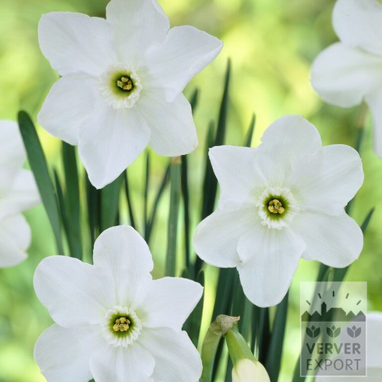 Narcissus 'Dallas' (15069)