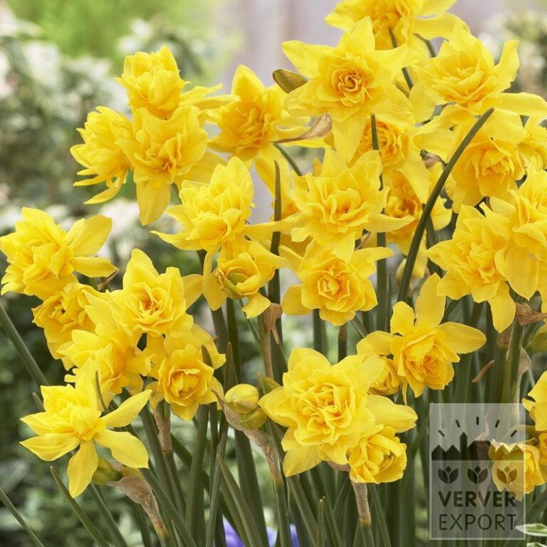 Narcissus 'Double Campernelles' (15070)