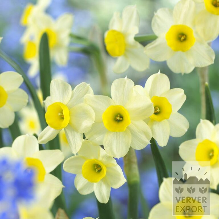 Organic bulbs bio Narcissus 'Minnow' (15609)