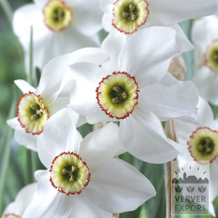 Organic bulbs bio Narcissus poeticus recurvus (15613)