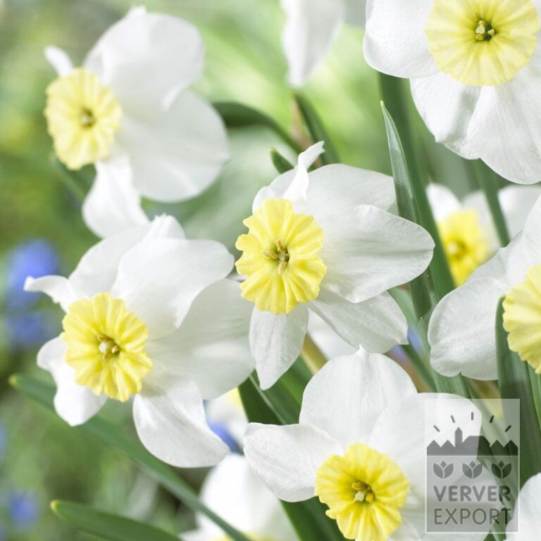 Narcissus 'Segovia' (15078)