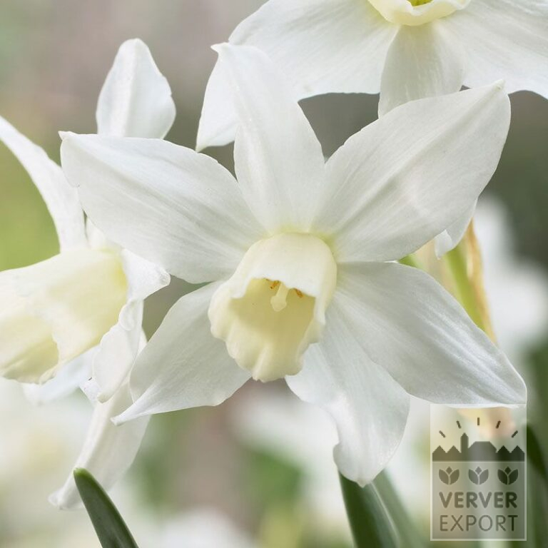 Narcissus 'Toto' (15080)