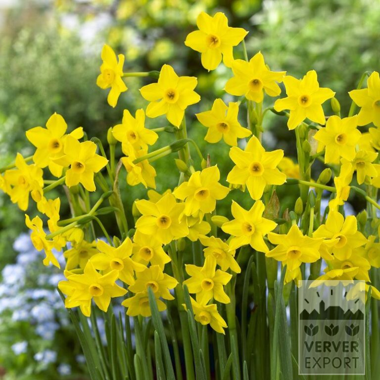 Narcissus 'Baby Boomer' (15086)