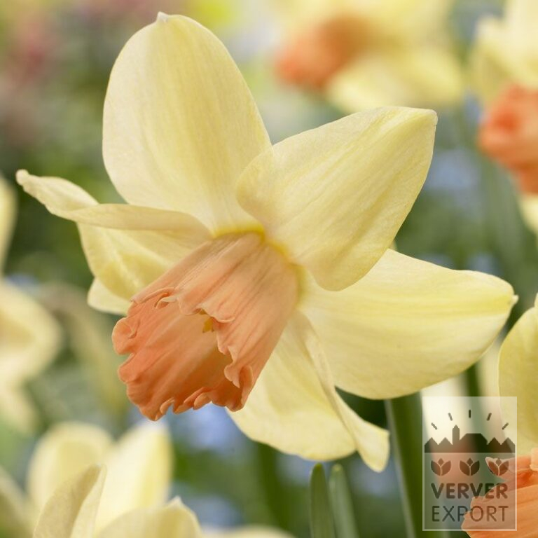 Narcissus 'Prototype' (15093)