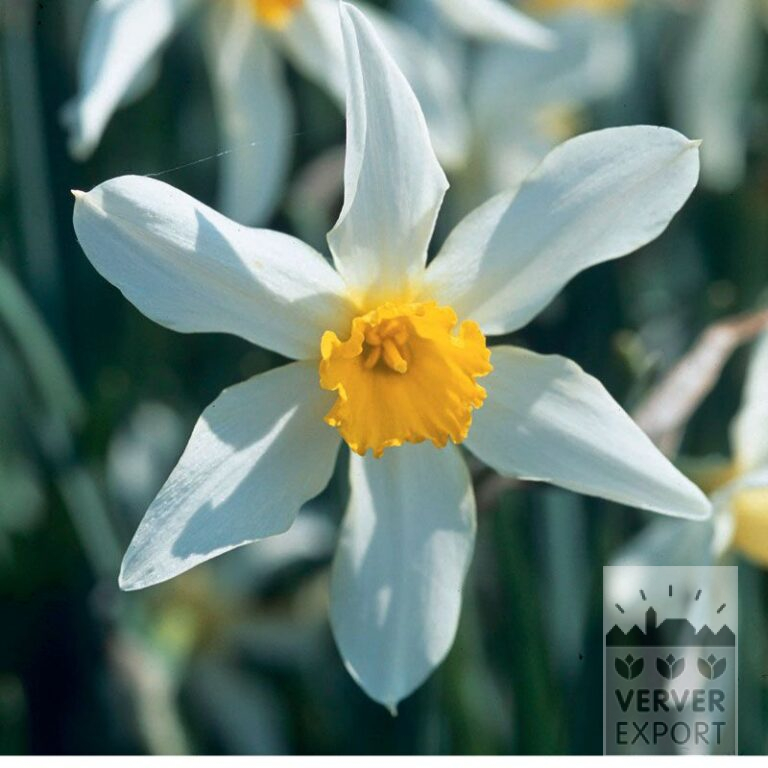 Narcissus Hist. 'Mrs. Langtry' (15101)