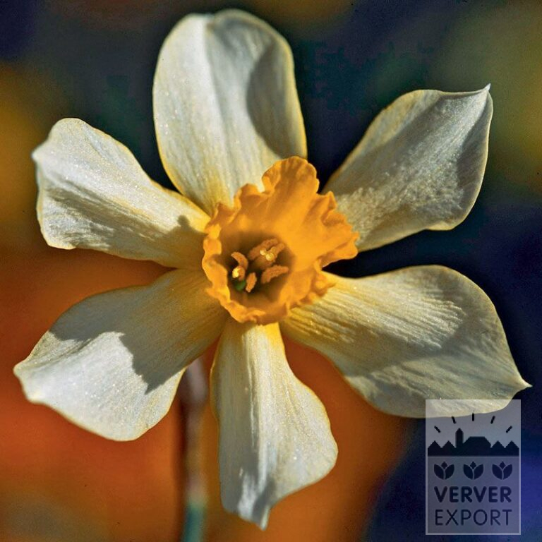 Narcissus Hist. 'Stella' (15102)