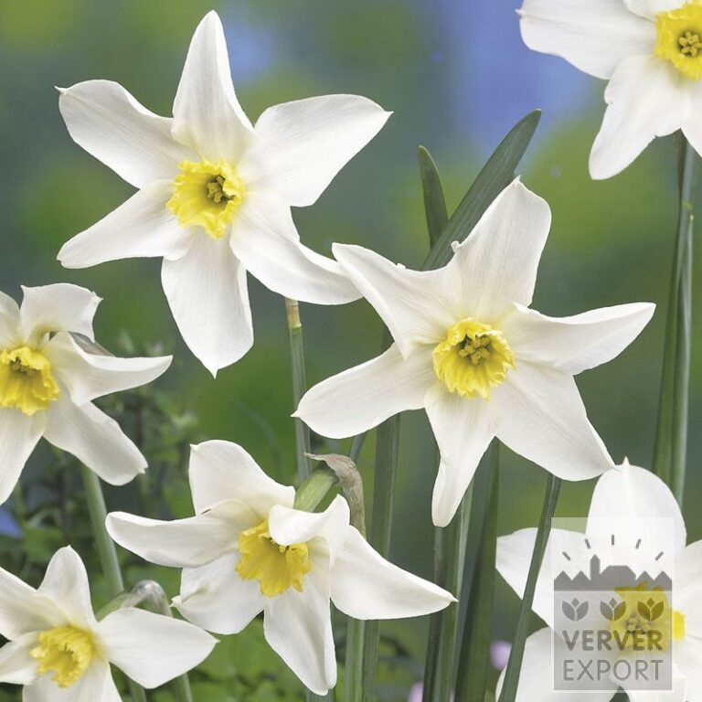 Narcissus Hist. 'Queen of the North' (15109)