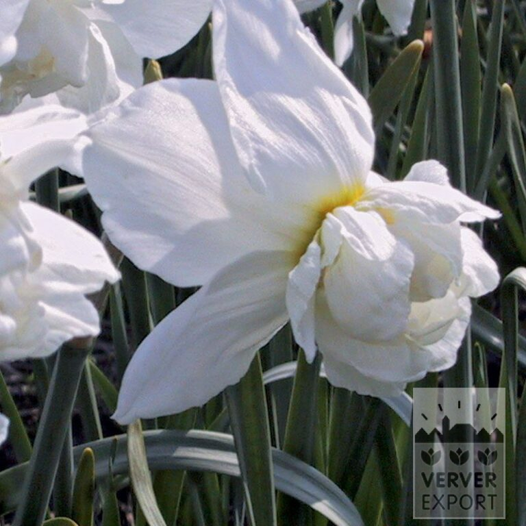Narcissus 'Snowball' (15508)