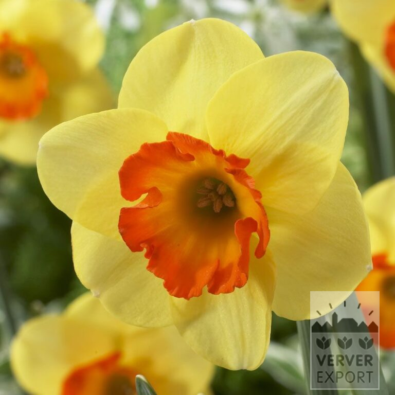 Narcissus 'Bantam' (15509)