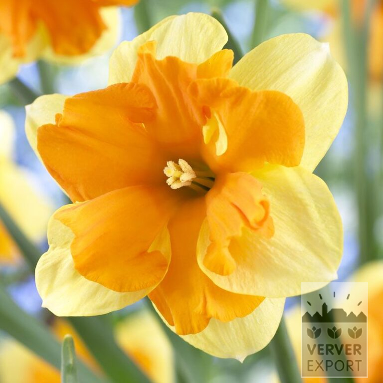 Narcissus 'Centanees' (15510)