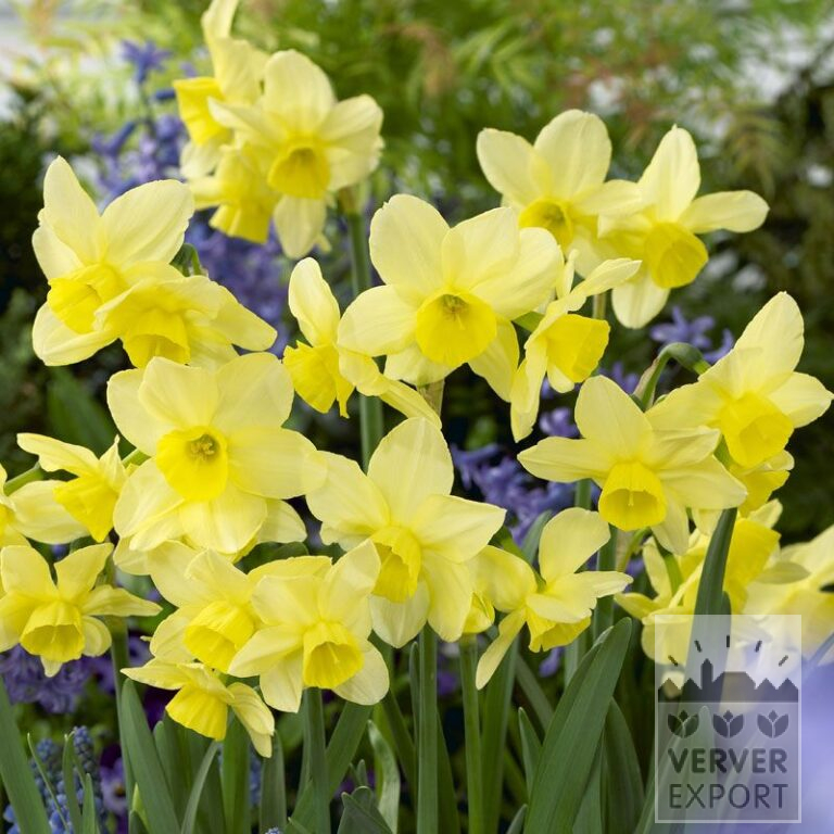 Narcissus 'Stint' (15516)