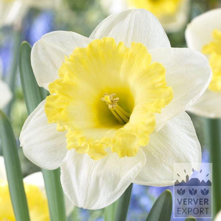 Narcissus 'Bright Sun' (15520)