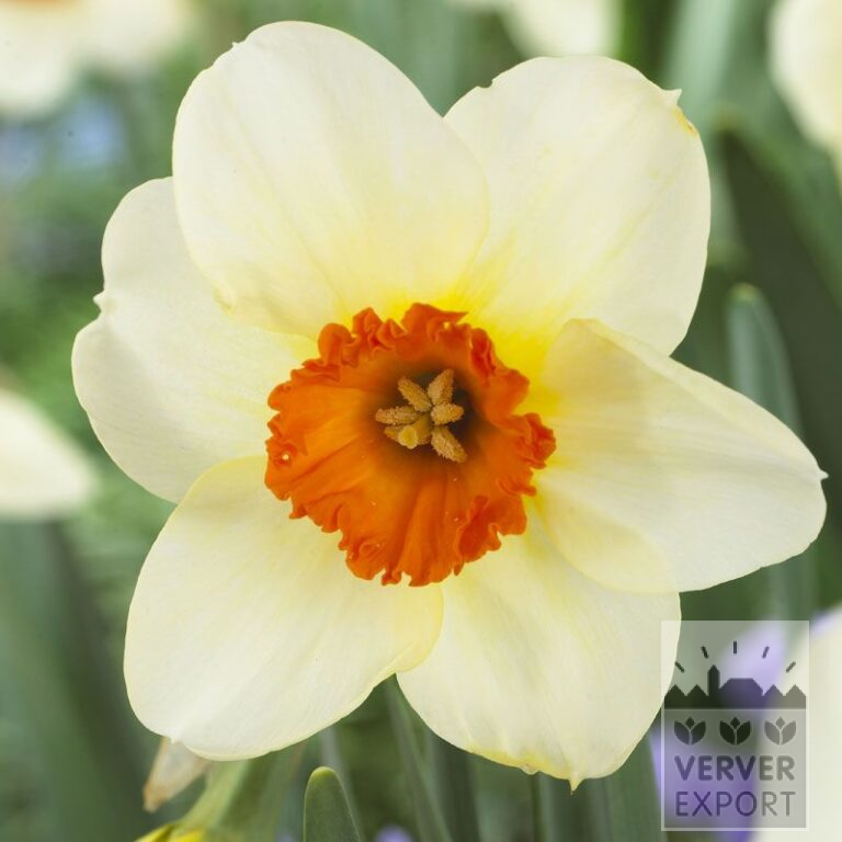 Narcissus 'Barrett Browning' (15521)
