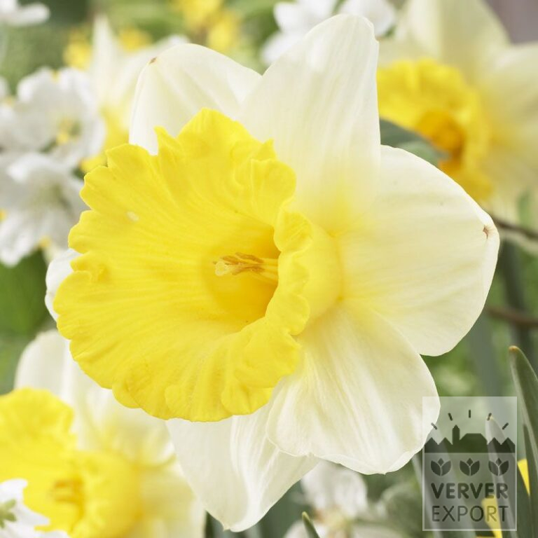 Narcissus 'Goblet' (15526)
