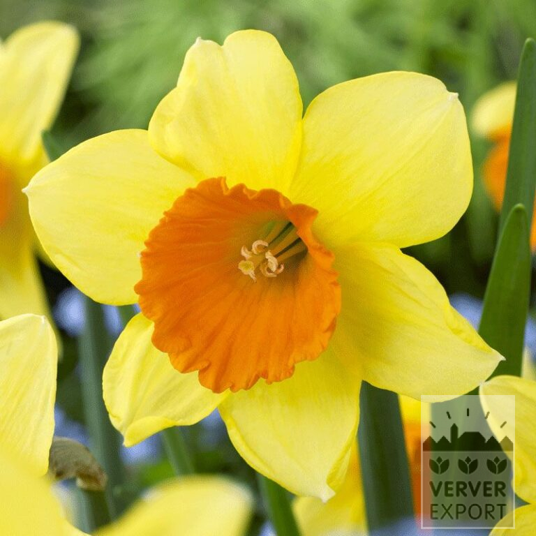 Narcissus 'Love Day' (15528)