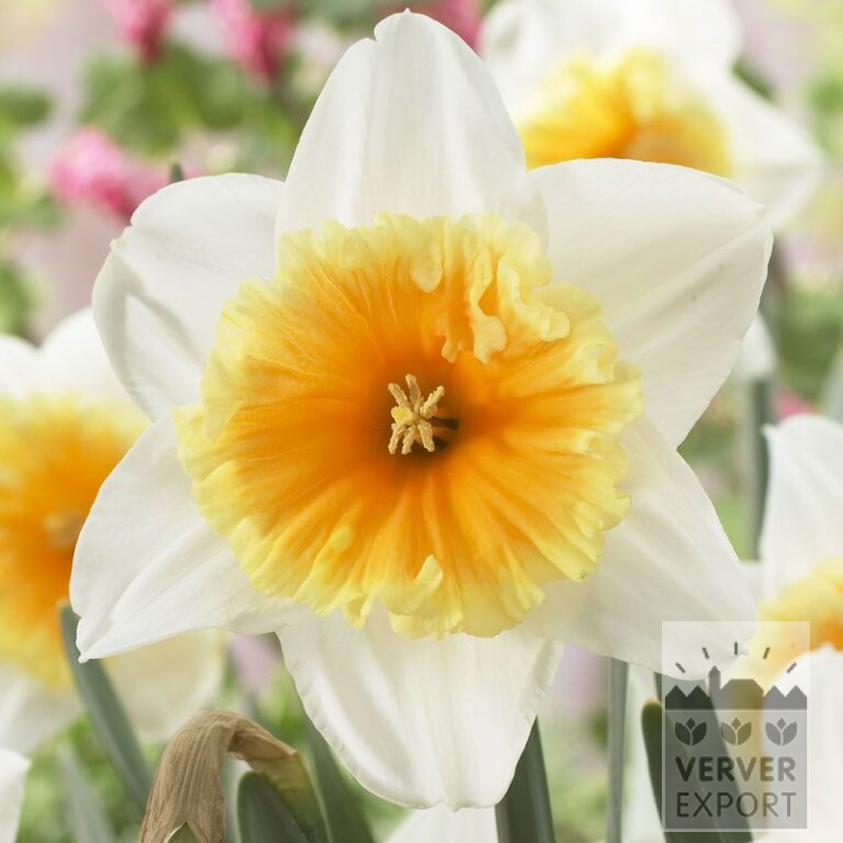 Narcissus 'Slim Whitman' (15529)