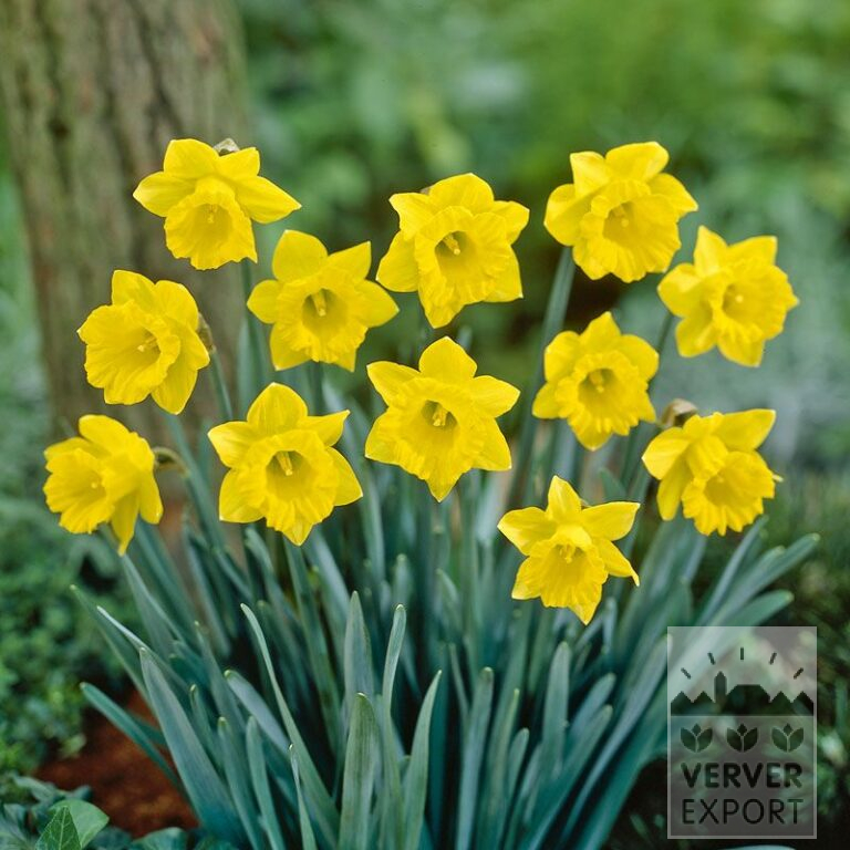 Narcissus pseudonarcissus subsp. obvallaris (15530)