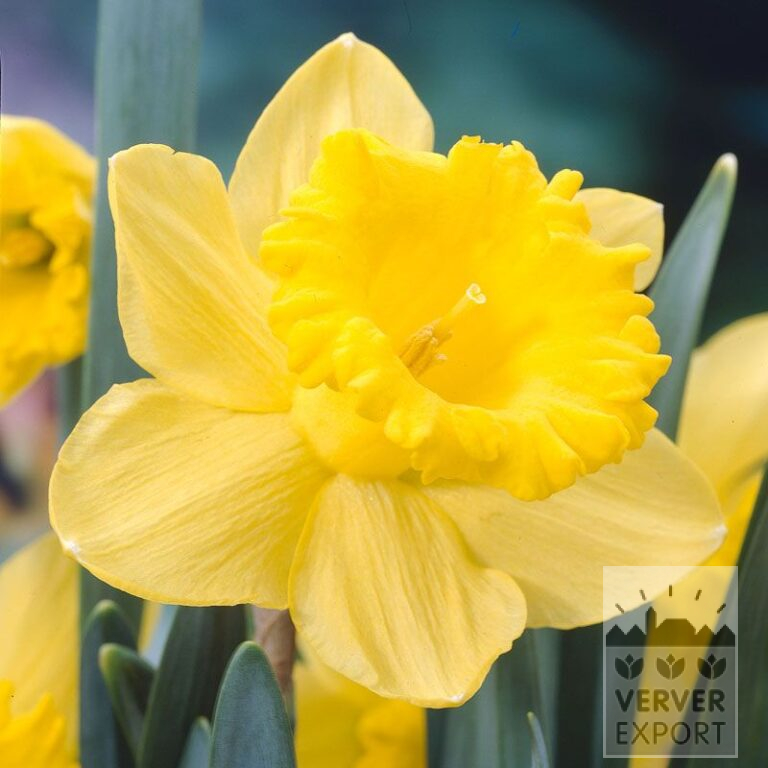 Narcissus 'Standard Value' (15532)