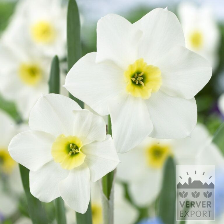 Narcissus 'Lieke' (15534)