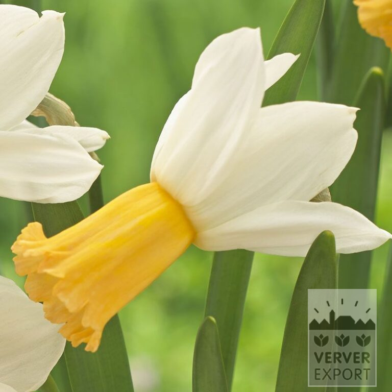 Narcissus 'Winter Waltz' (15537)