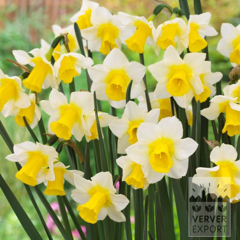 Narcissus 'Golden Echo' (15547)