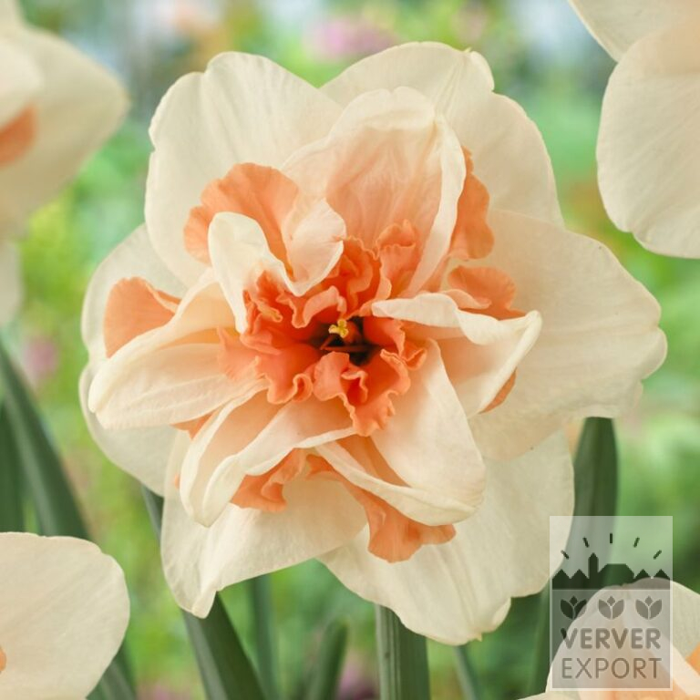 Narcissus 'Delnashaugh' (15550)
