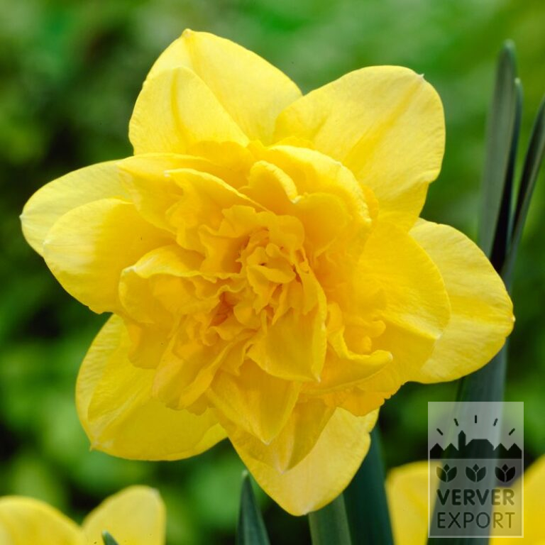 Narcissus 'Dick Wilden' (15551)