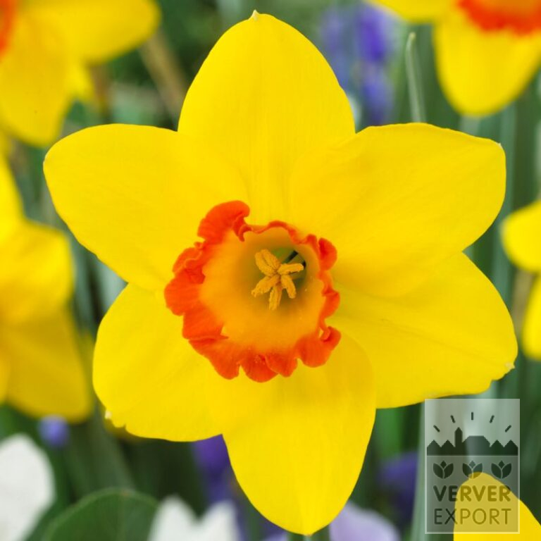 Narcissus 'Pinza' (15555)