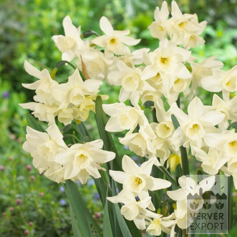 Narcissus 'Starlight Sensation' (15558)