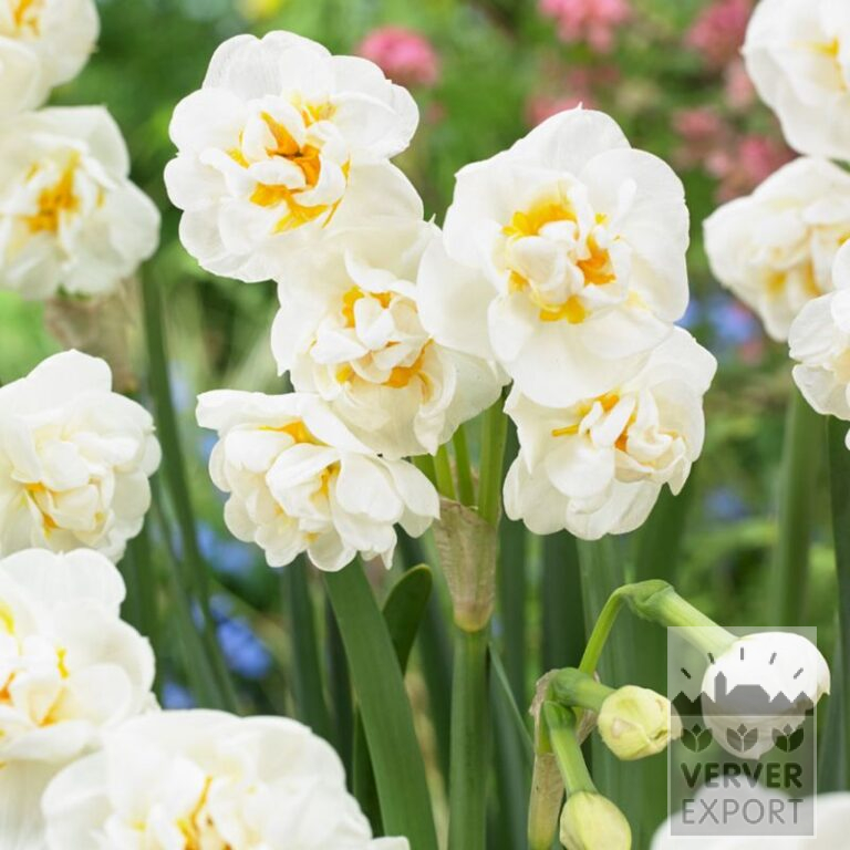 Organic bulbs bio Narcissus 'Bridal Crown' (15610)
