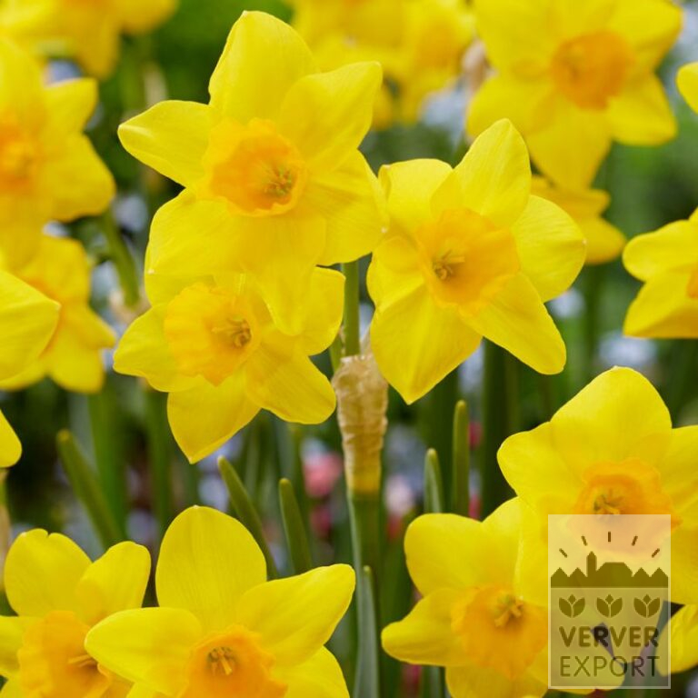 Organic bulbs bio Narcissus 'Garden Opera' (15611)