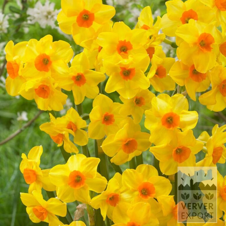 Organic bulbs bio Narcissus 'Martinette' (15612)