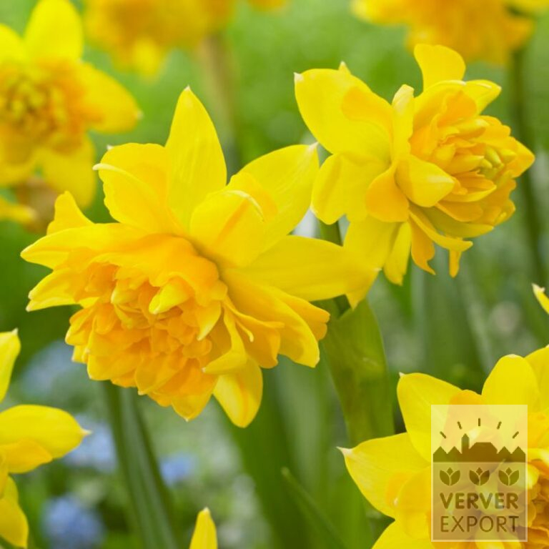 Narcissus 'Tête Bouclé' (15701)