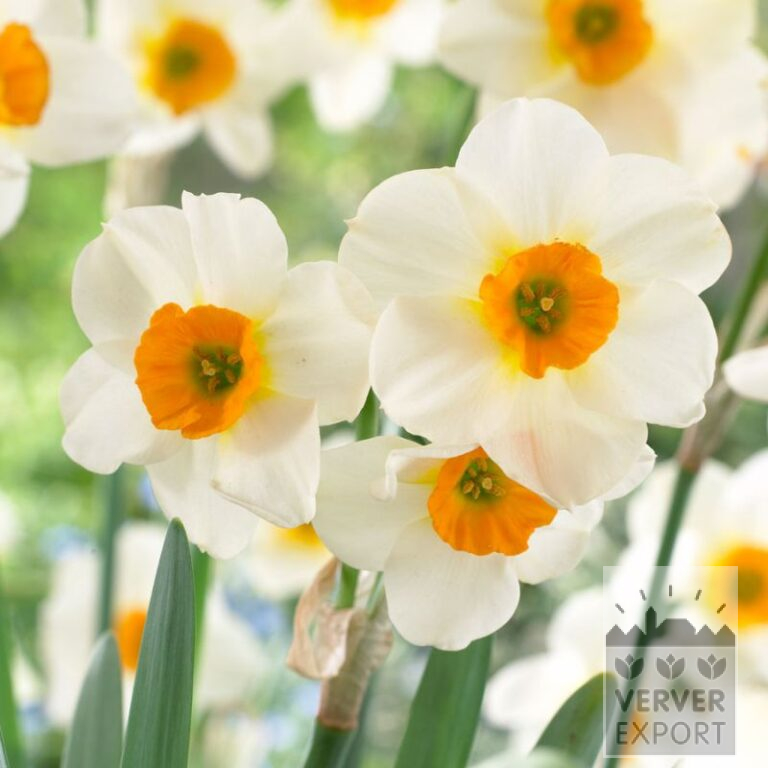 Narcissus 'Beautiful Eyes' (15704)