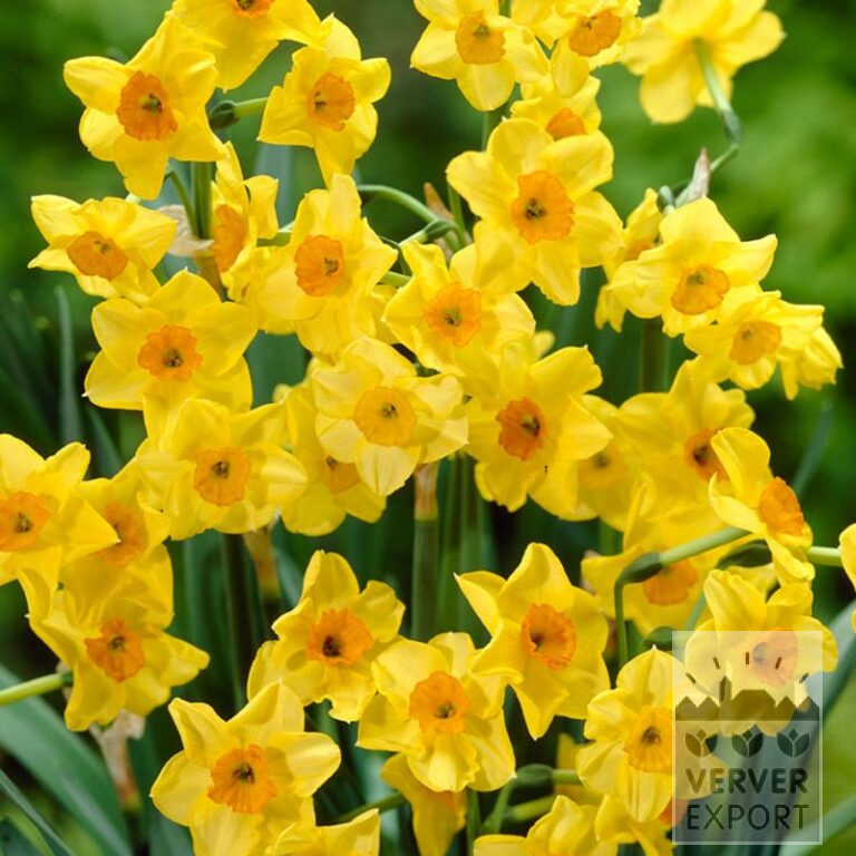Narcissus 'Golden Dawn' (15705)