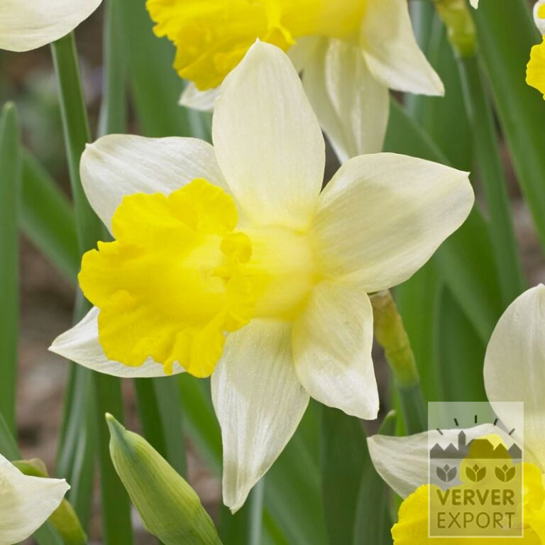 Narcissus 'Topolino' (15707)