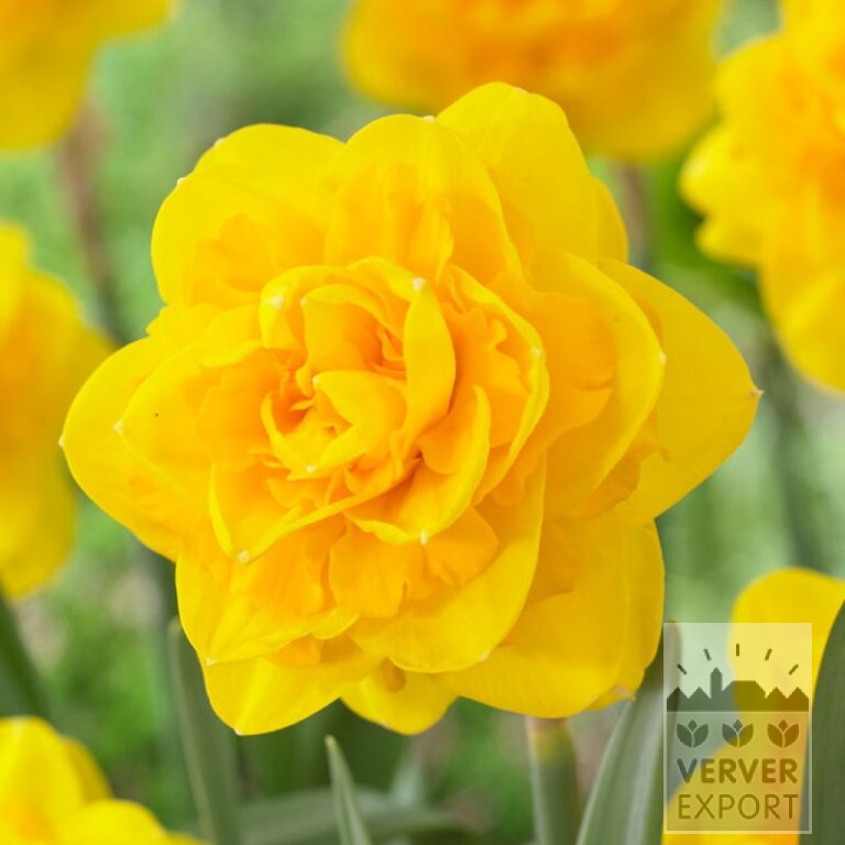 Narcissus 'Heamoor' (15709)