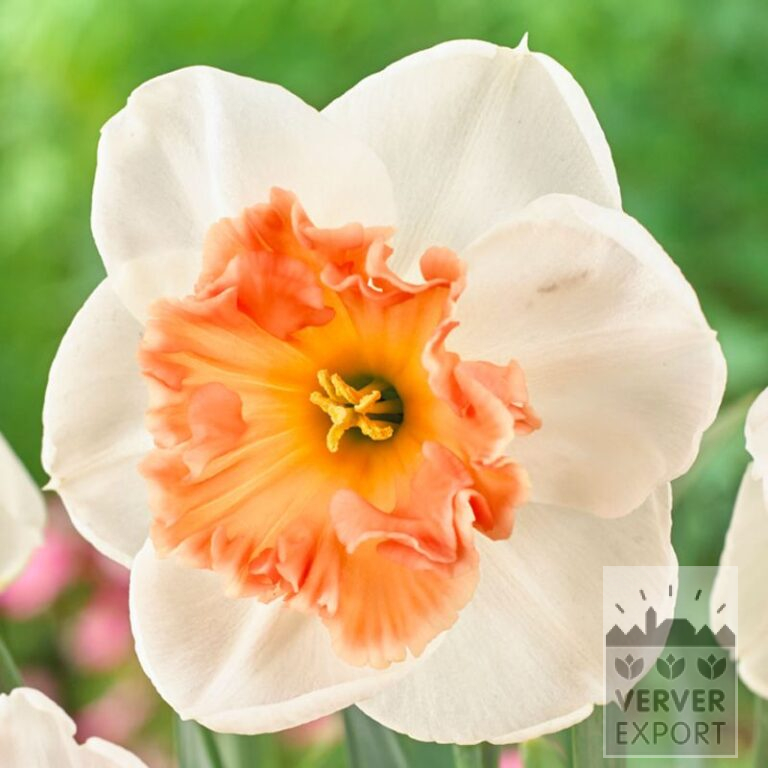 Narcissus 'Precocious' (15711)