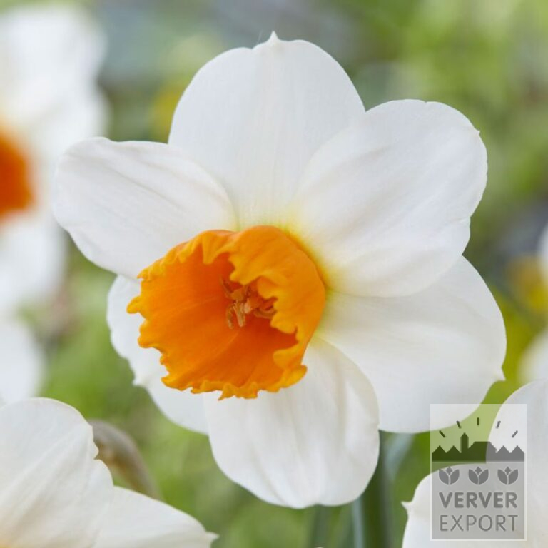 Narcissus 'Orange Comet' (15718)