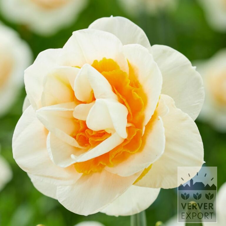 Narcissus 'Double Dee' (15721)