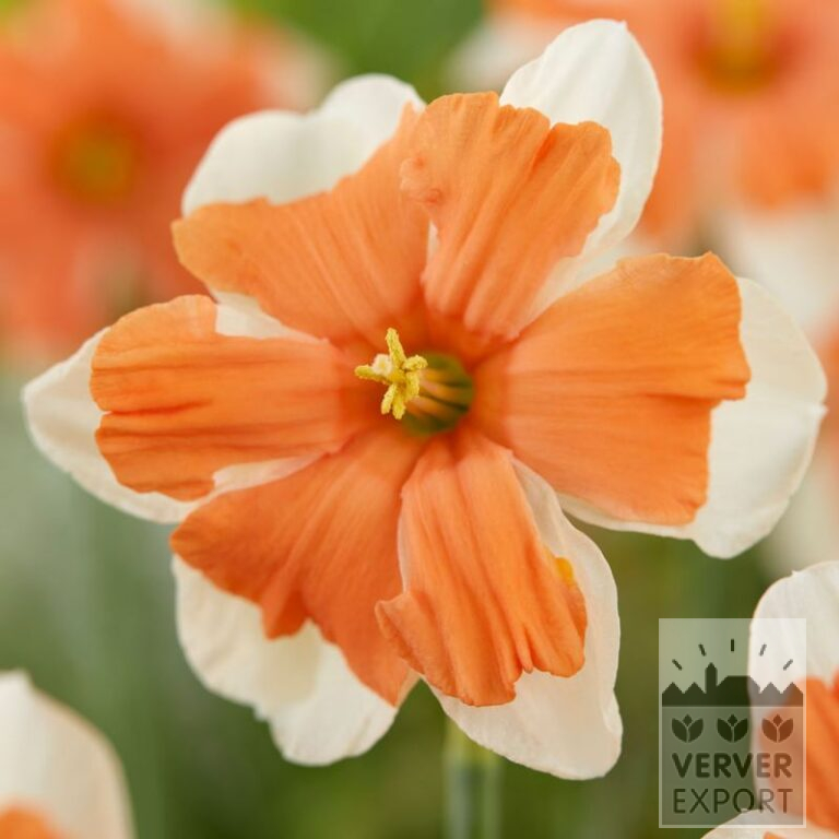 Narcissus 'Electrus' (15727)