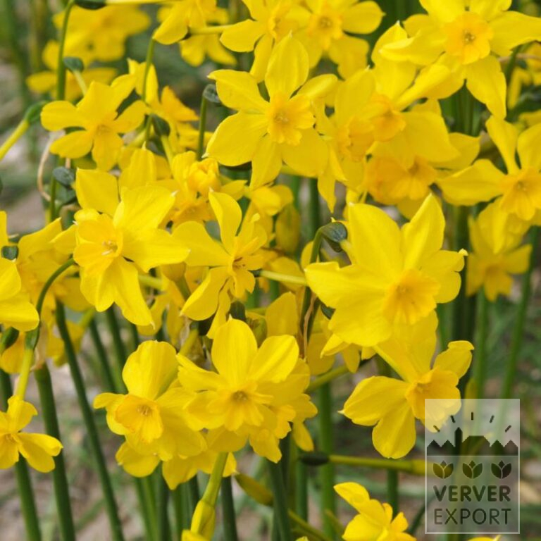 Narcissus cordubensis (15729) - Bild 2